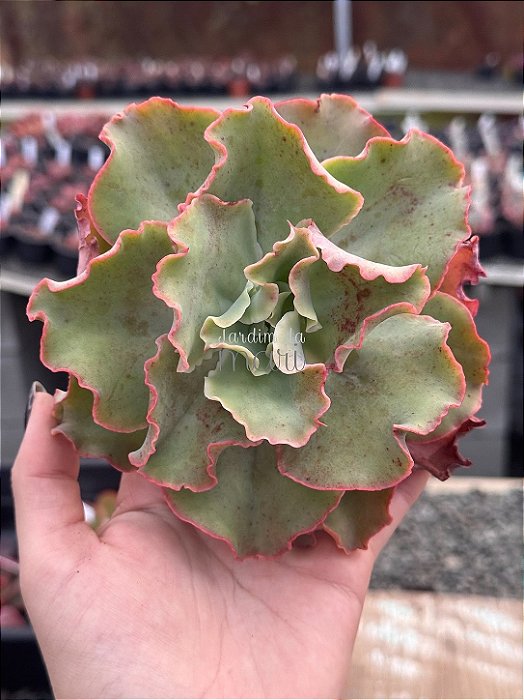 Echeveria fury reversa (corte)