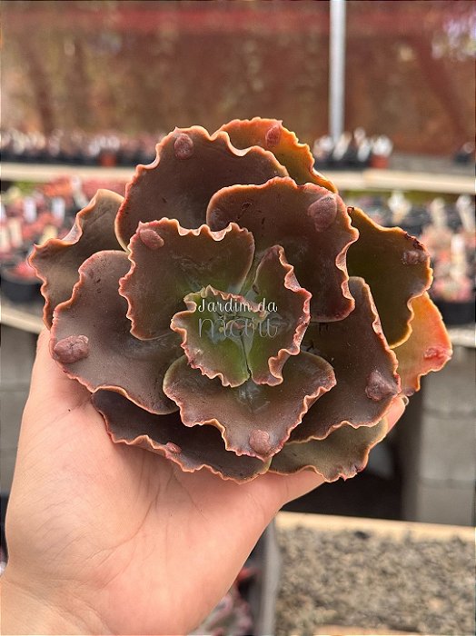 Echeveria pharaoh gorditta reversa(corte)