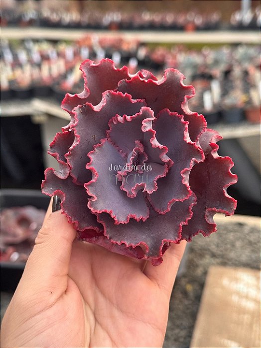Echeveria embers (corte)