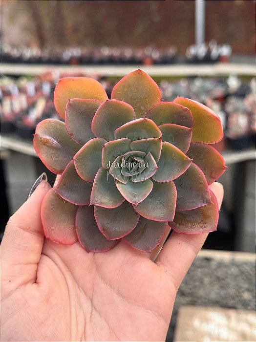 Echeveria zoe/2 by Jardim da Mari (corte)