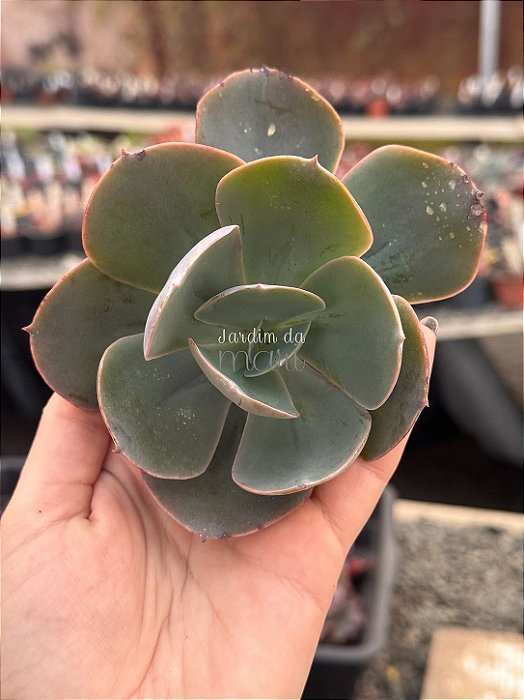 Echeveria pampoteus reversa (corte)