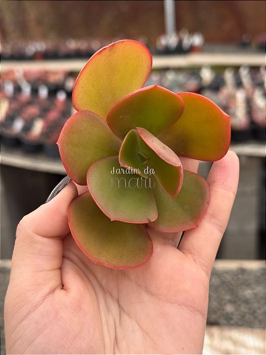 Echeveria híbrida Marta Toddere (sem raiz)