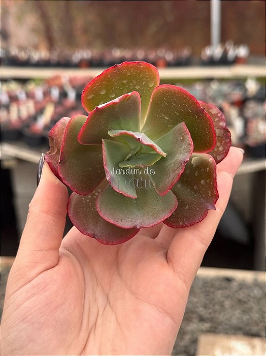 Echeveria mauna francesa (corte)