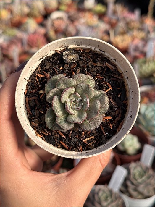 Echeveria moranii variegata (raridade)