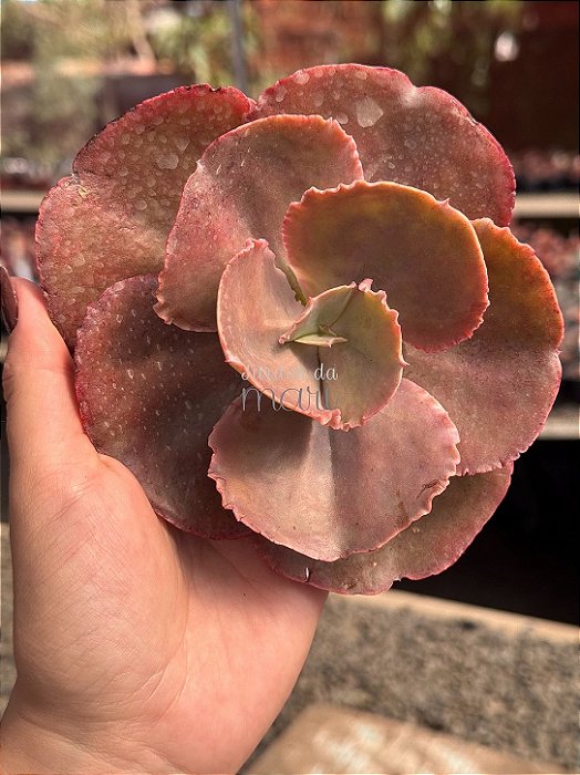 Echeveria bittersweet
