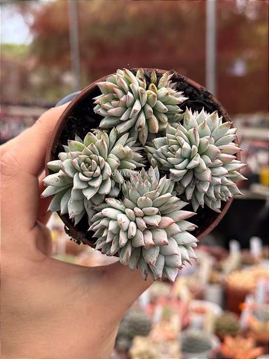 Echeveria blue star