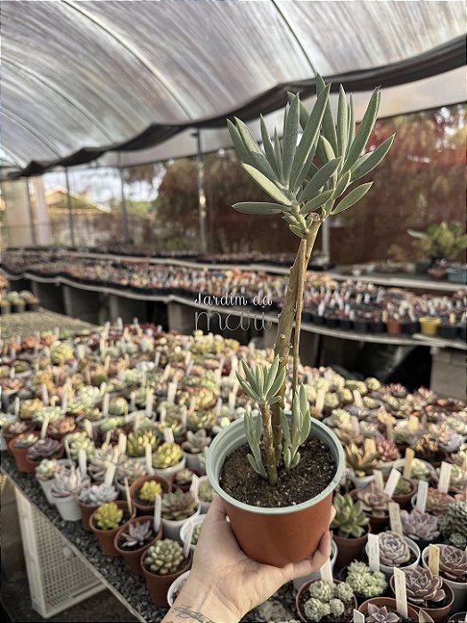 Senecio ficoides 'Mount Everest'