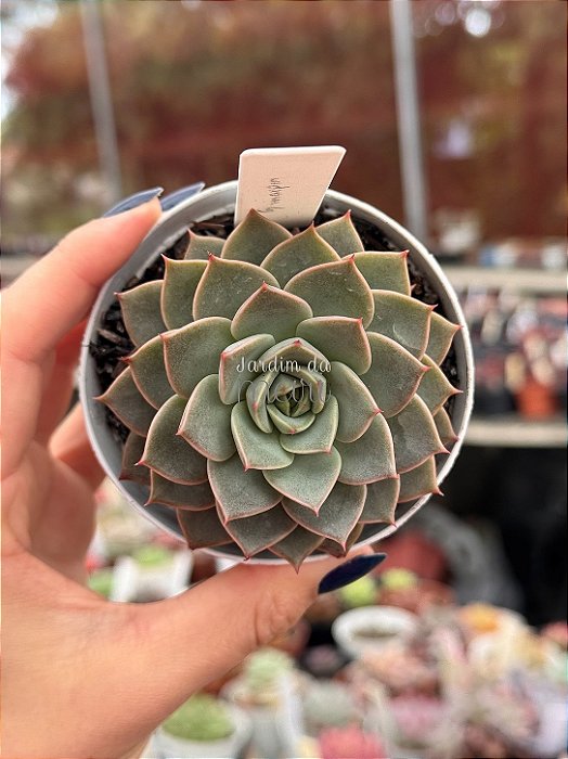 Graptoveria marpin
