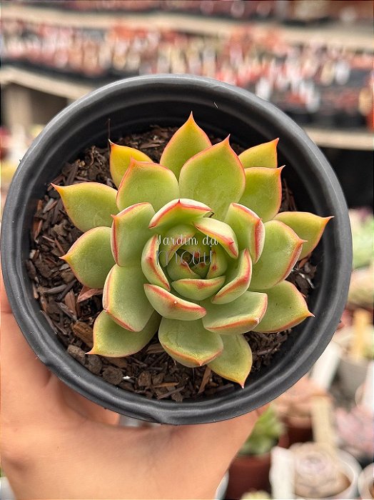 Echeveria pink dragon