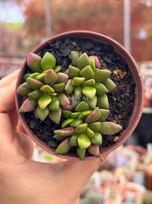 Anacampseros rufescens variegata