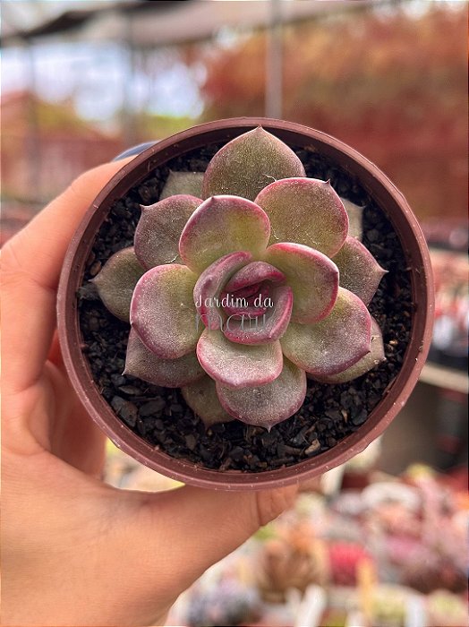 Echeveria homage
