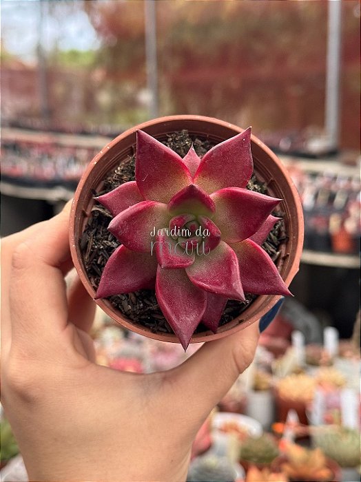Echeveria agavoides electra