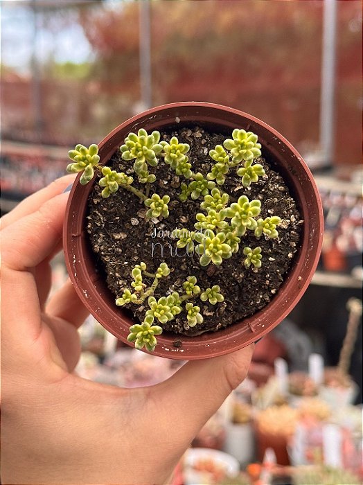Sedum álbum athoum variegata