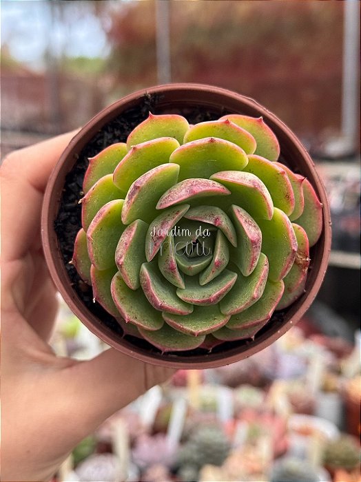 Echeveria fresca