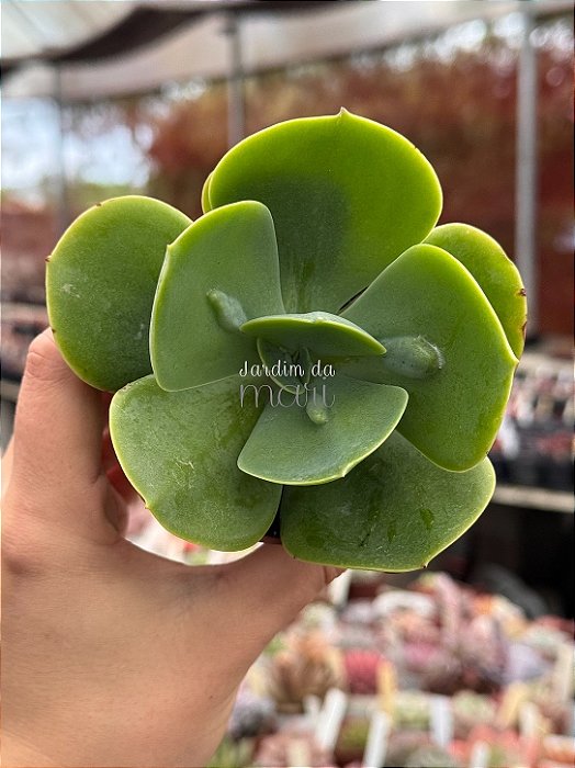 Echeveria papageno
