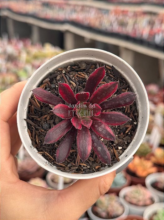 Aeonium black magic