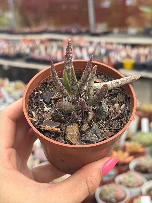 Adromischus marianae