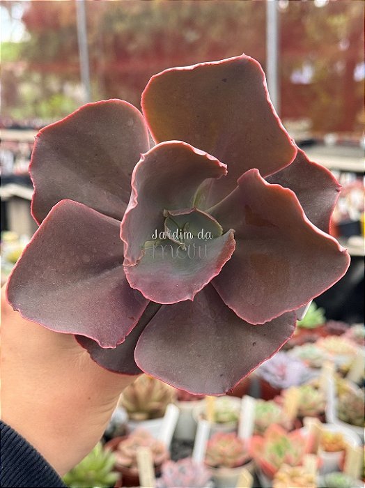 Echeveria híbrida M31