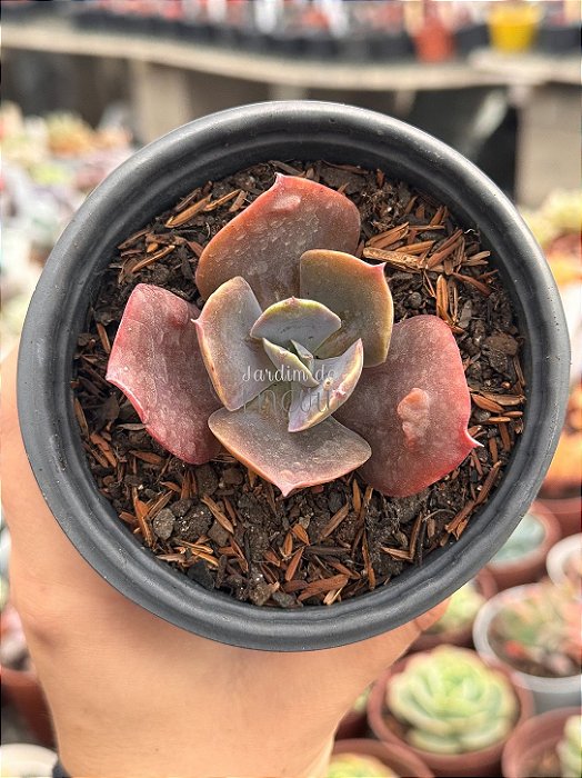 Echeveria naomi