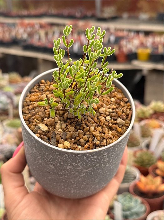 Drosanthenum globosum showsinsing