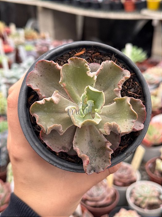 Echeveria octopus
