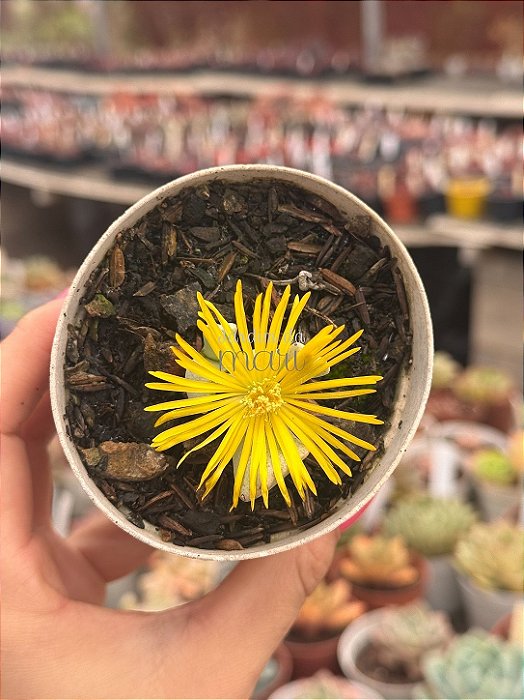 Schwantesia borcherdsii
