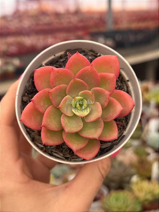 Echeveria nobile