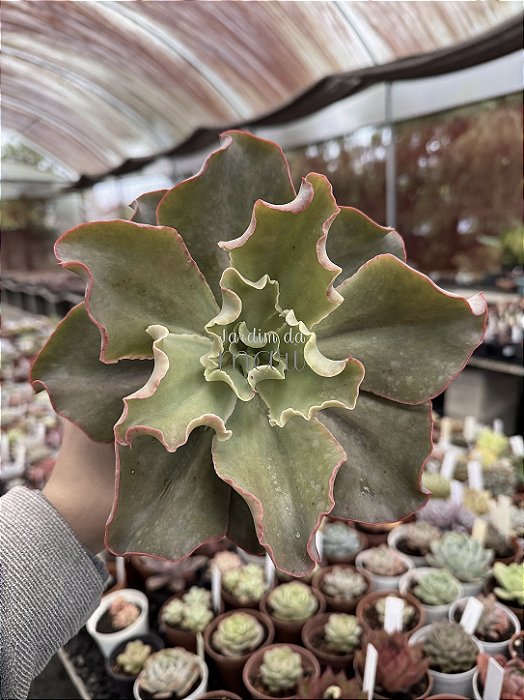 Echeveria san remo reversa