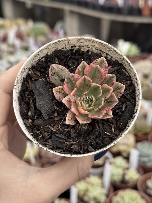 Aeonium sweet tea (01)