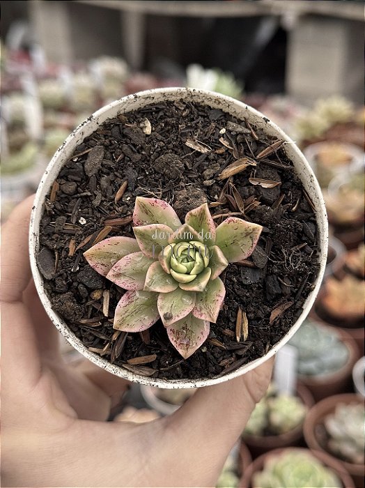 Aeonium sweet tea (03)