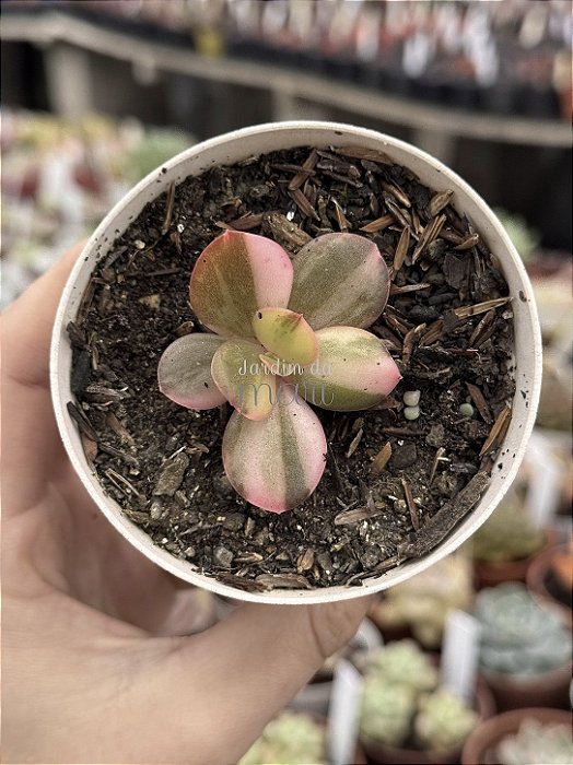 Echeveria prima donna variegata p