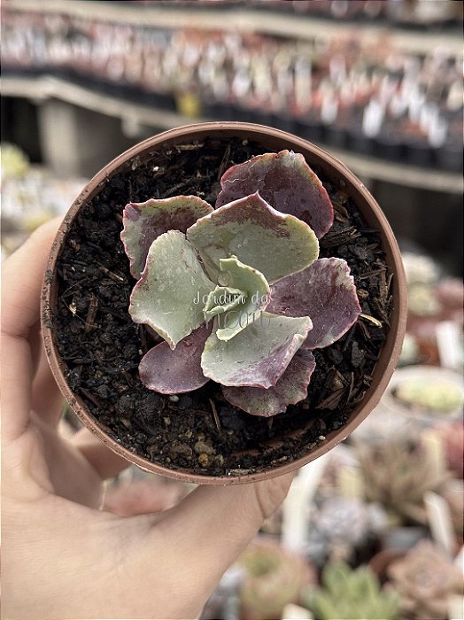 Echeveria king dragon