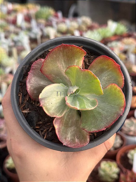 Echeveria katella variegata (sem raiz)
