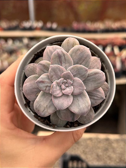 Graptopetalum silverbum variegata