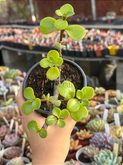 Portulacaria afra