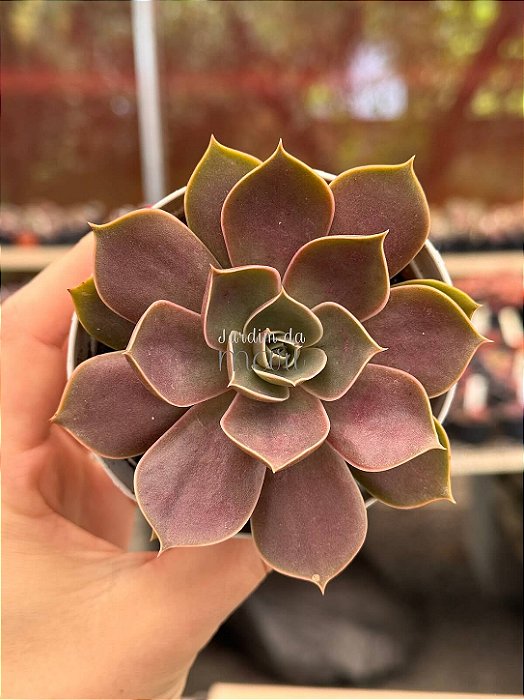 Echeveria red light