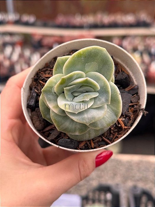 Graptoveria lovely rose variegata