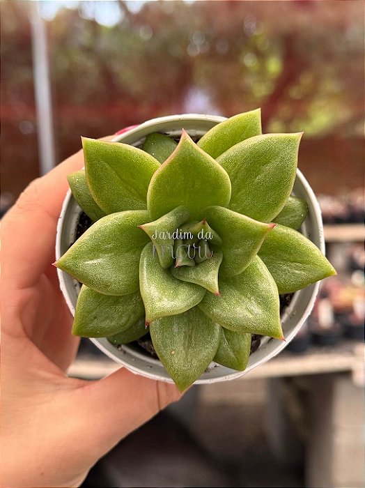 Echeveria ‘Maria’