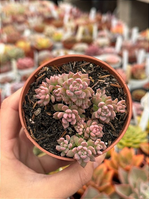 Echeveria querencia