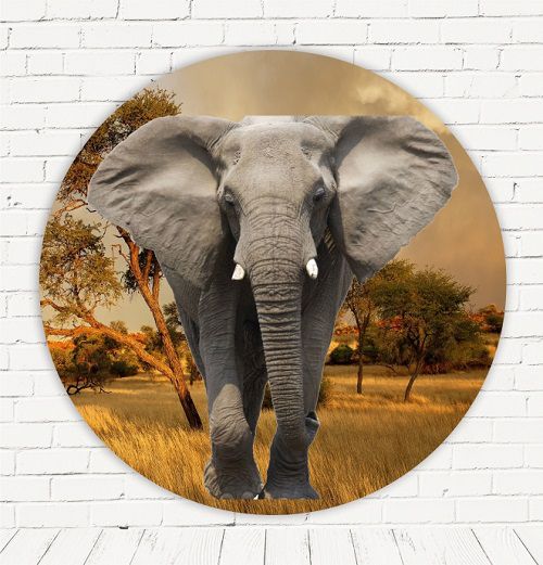 Painel Festa Redondo Sublimado Safari C/elástico