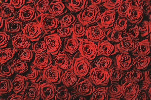 Fundo Fotográfico Cenário Rosas Vermelhas