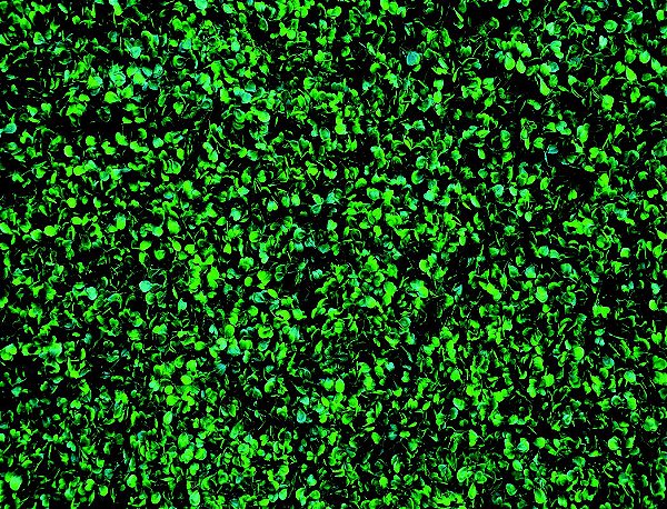 Painel para festas de aniversário e fotografias em tecido trepadeira parede com folhas