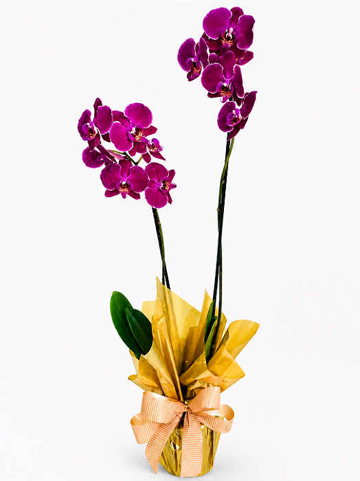Orquídea