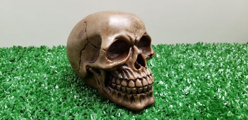 Enfeite Cranio,caveira Maciço Decoração En 413 Artexotics
