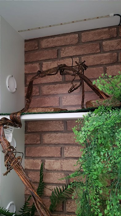 Terrário Para Iguana Completo, Repteis, Branco, Artexotics