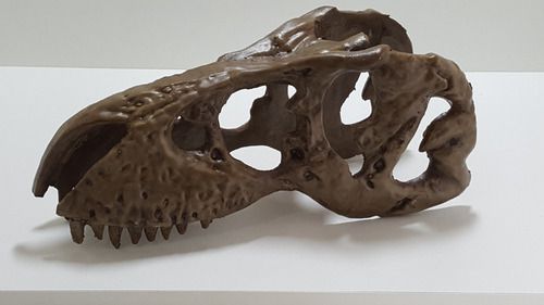 Crânio T-rex En 414  Artexotics