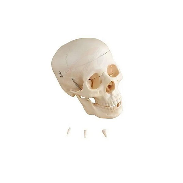 Modelo Anatômico Do Crânio Humano 3 Partes - Anatomic