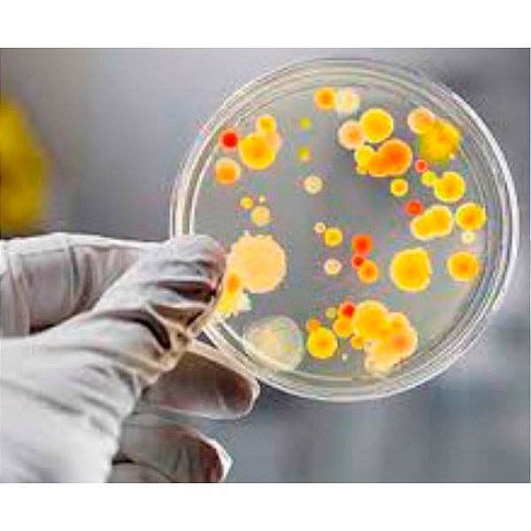 Placa De Petri Em Vidro 80x15mm - Laderquimica - Linha completa de ...