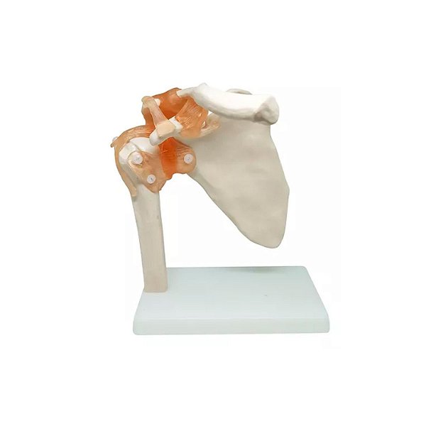 Articulação Do Ombro Em Tamanho Real Com Ligamentos Flexíveis - Ionlab