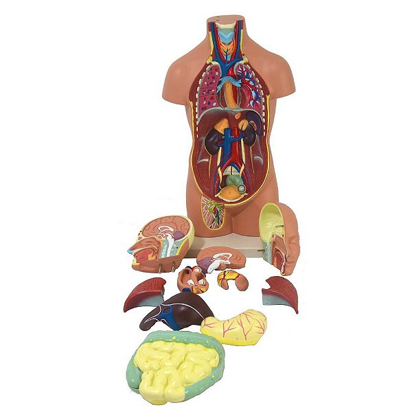 Torso Bissexual De 42 Cm Com 14 Partes Desmontáveis Anatomic